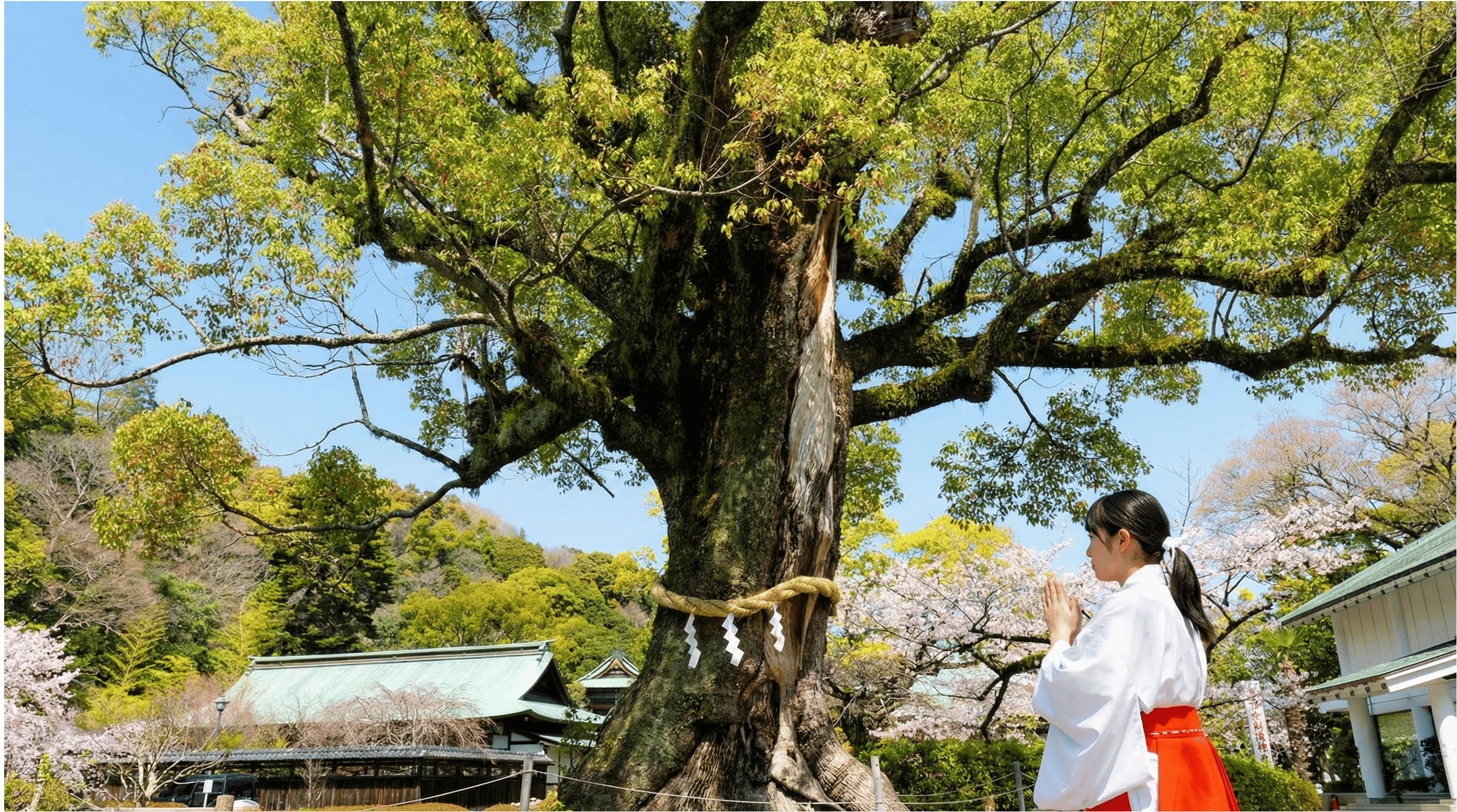 祈りを捧げる人としめ縄を巻いた御神木